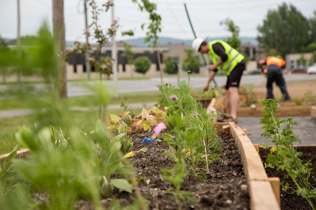 Les jardins partagés sont en plein essor. Rejoints à présent par les poulaillers partagés. Photo : DR