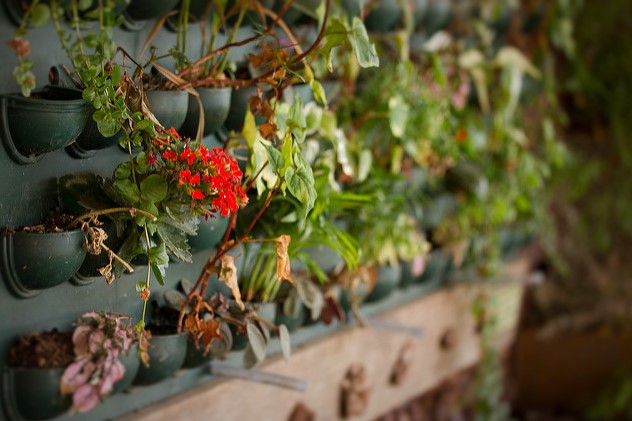 Pus de vert dans la ville : de la jardinière au mur végétal comme ici. Les habitants présentent aussi des idées très originales... Photo : Carolina Lena Becker